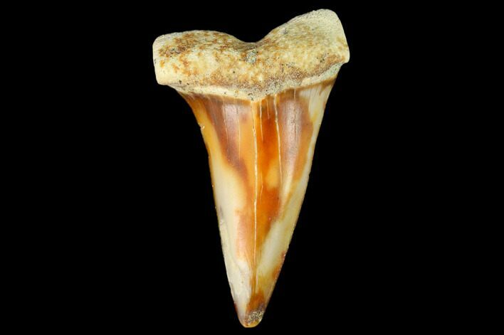 Colorful Mako/White Shark Tooth Fossil - Sharktooth Hill, CA #122711